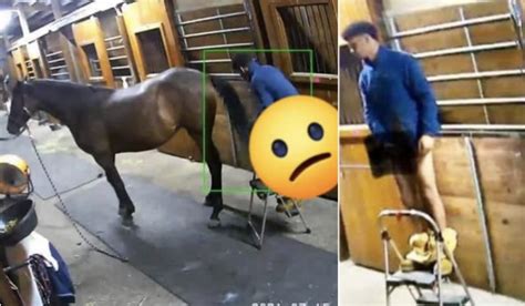 man fuckes horse|Norfolk police searching for a man accused of having sex with a .